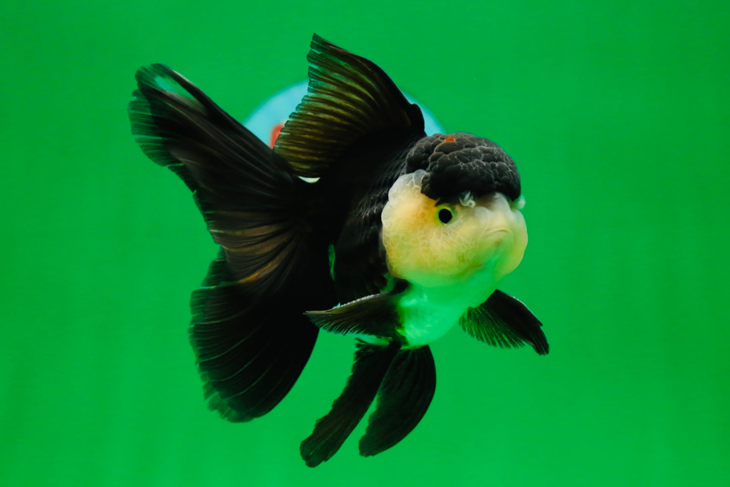 [SINGLE] Panda Oranda Male 4.5 inches #081525SO_06