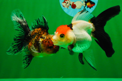 [COUPLE] Tiger Male & Tricolor Female 4-4.5 inches #091925CO_02