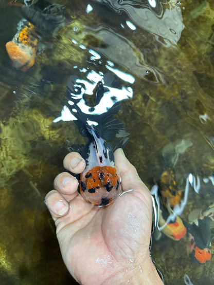 [SINGLE] Tricolor Oranda Male 4.5 inches #082225SO_01