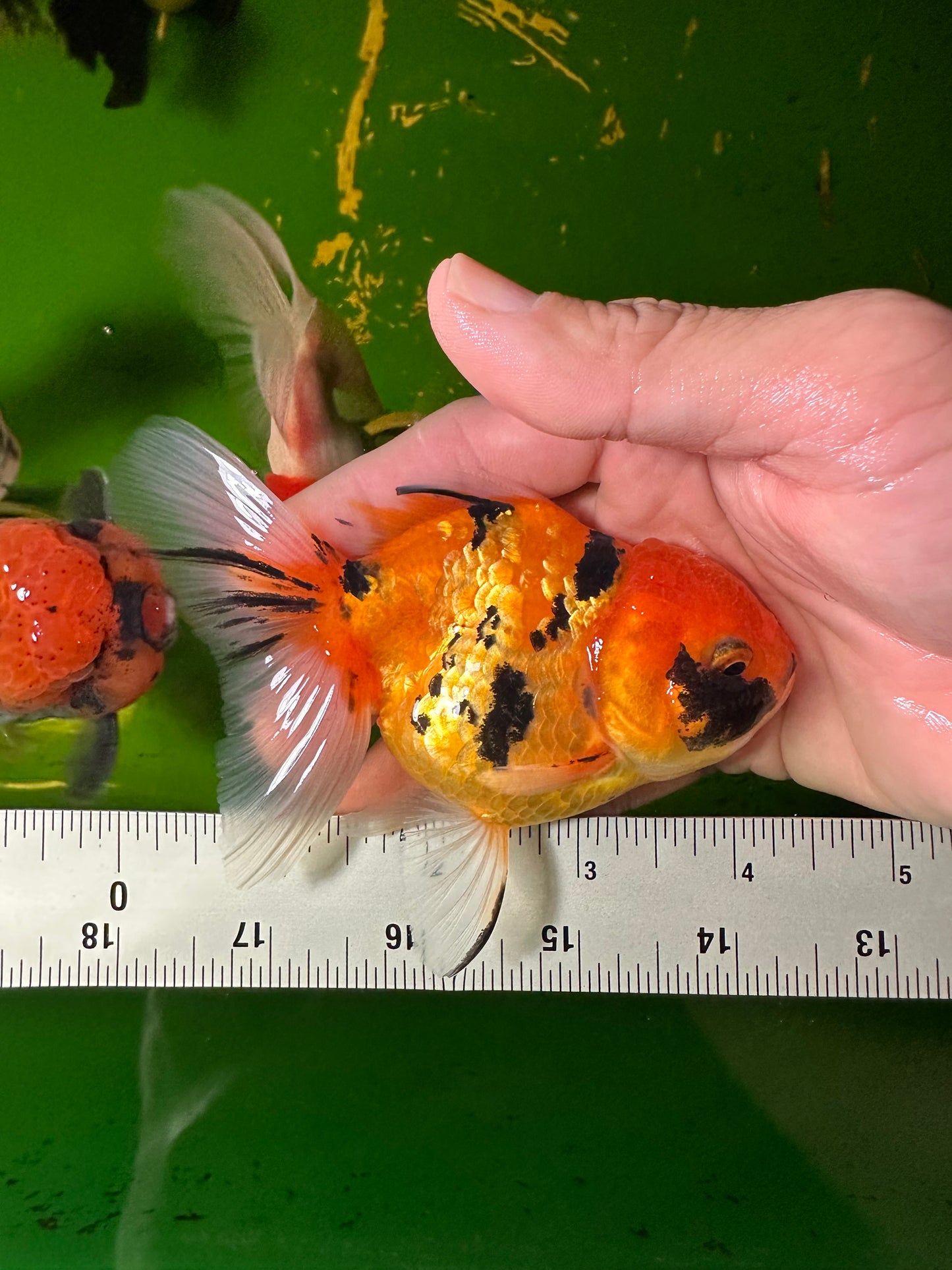 [COUPLE] - Tiger & Calico Oranda 4-4.5 inches #110824CO_19