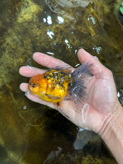 [SINGLE] Tiger Oranda Male 4.5 inches #082225SO_07