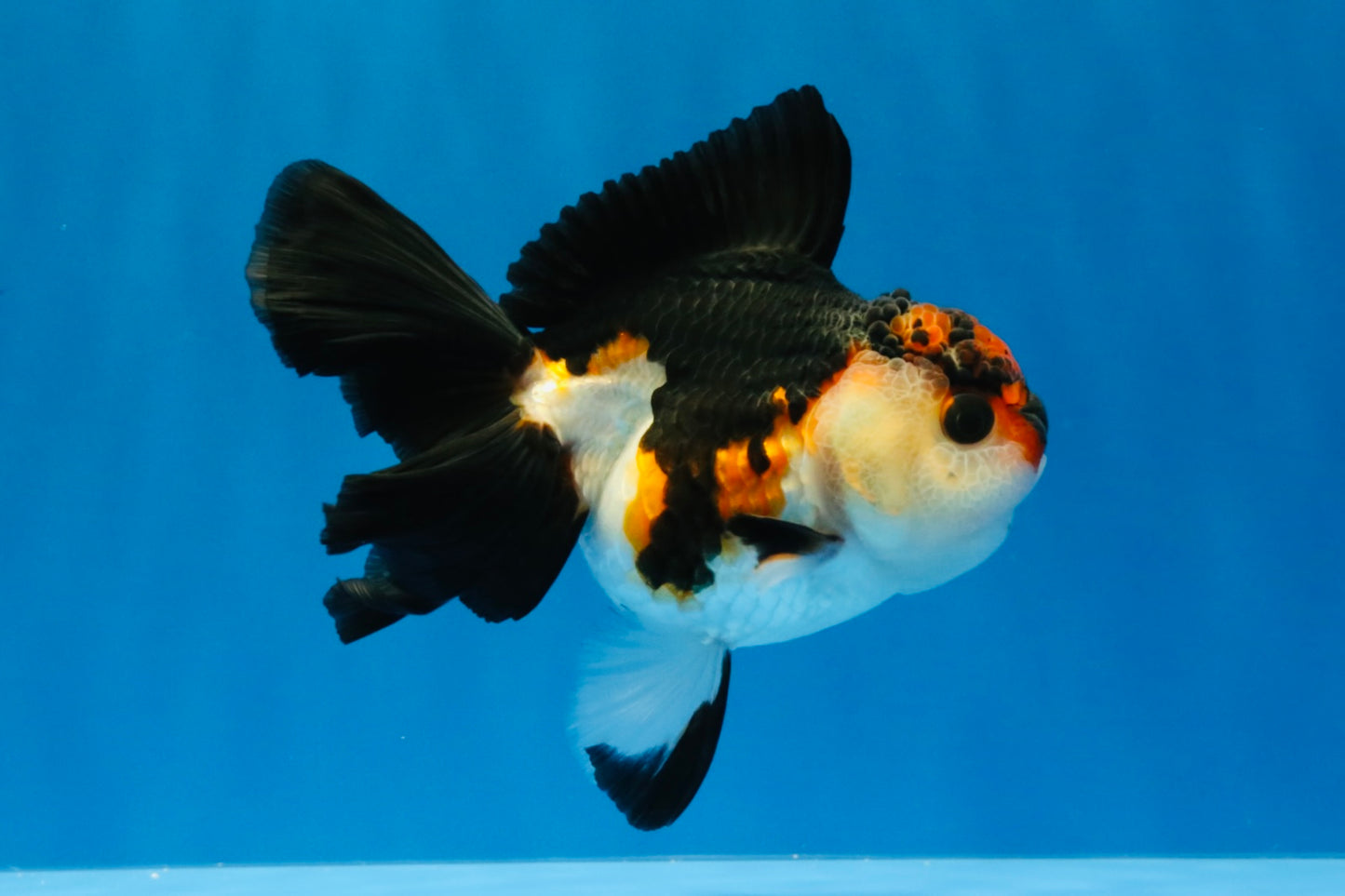 [SINGLE] Red Oranda Female 4.5 inches #032026SO_03