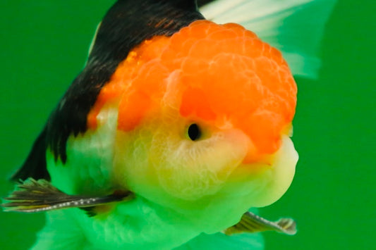 [SINGLE] Tricolor Oranda Male 4.5-5 inches #080125SO_16