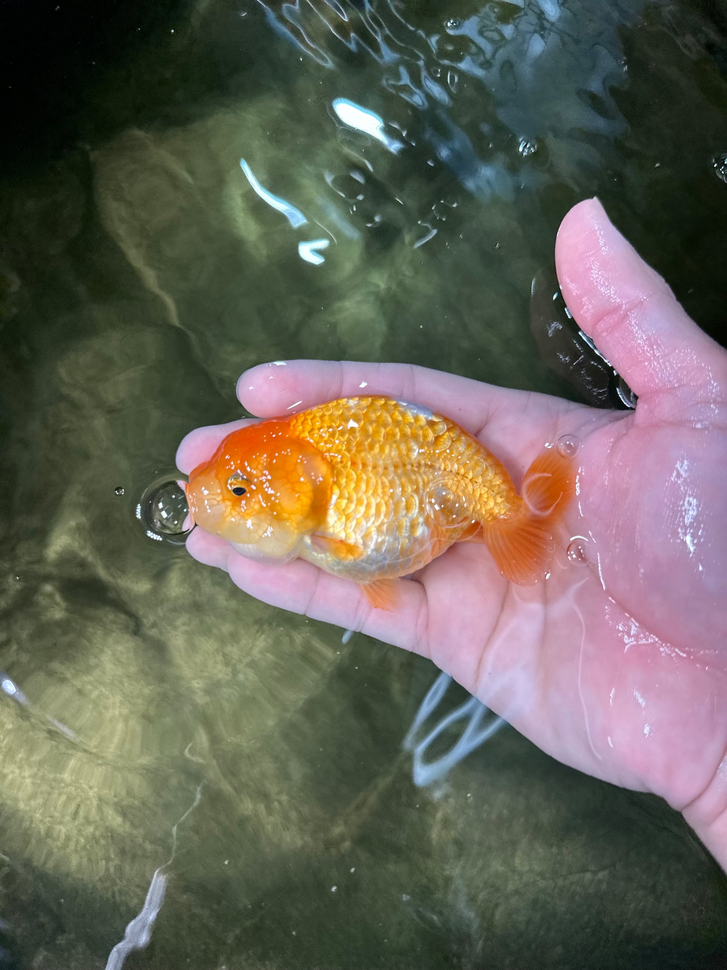 [COUPLE] Red White Male & Orange Female 3-3.5 inches #050225CL_12