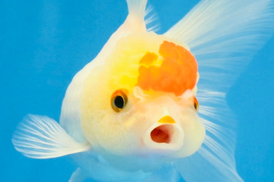 [SINGLE] Red White Oranda Female 4 inches #032026SO_01