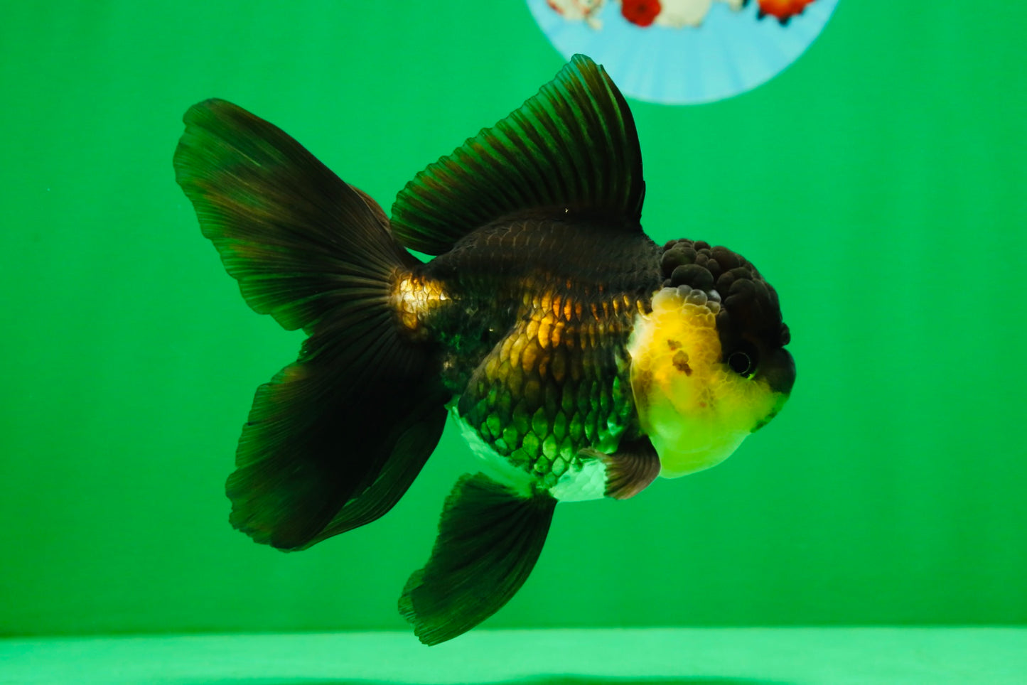 [SINGLE] Panda Oranda Female 5 inches #082225SO_11