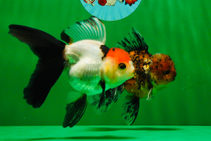 [COUPLE] Tiger Male & Tricolor Female 4-4.5 inches #091925CO_02