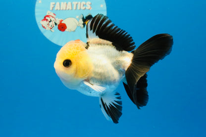 [SINGLE] Tricolor Oranda Male 4 inches #031326SO_06