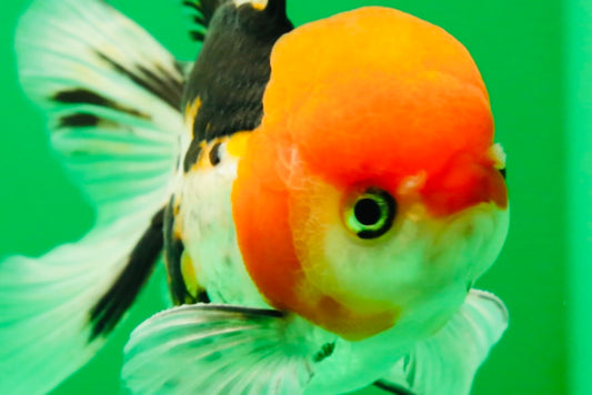 [SINGLE] Tricolor Oranda Male 4 inches #041825SO_02