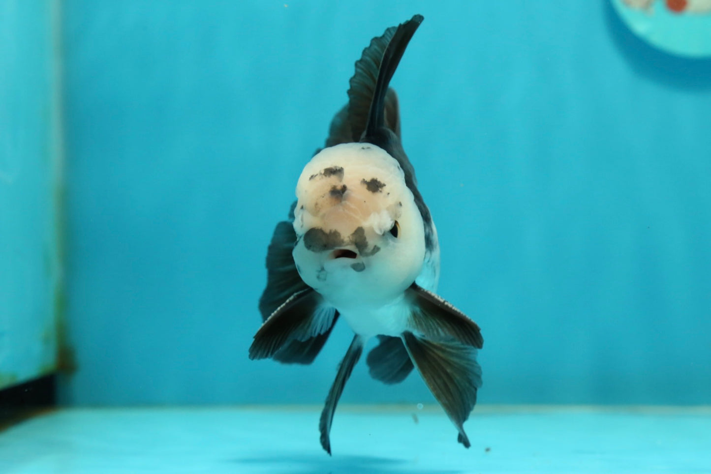 [SINGLE] Panda Oranda Male 4.5 inches #112924SO_08