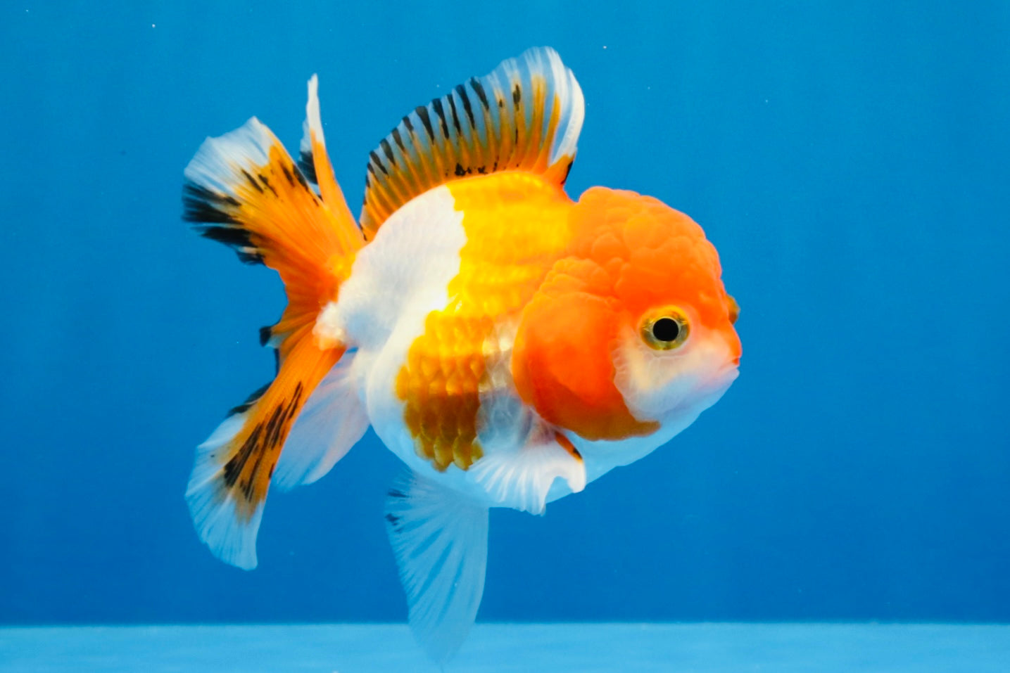 [SINGLE] Orange White Deform Single Bottom Fin Oranda Female 4-4.5 inches #030626SO_08