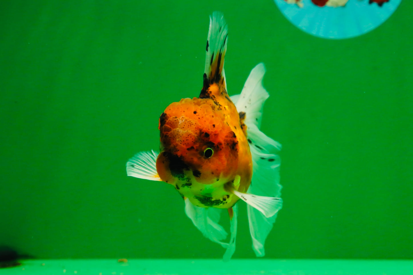 [SINGLE] Tiger Oranda Male 4.5 inches #091925SO_06