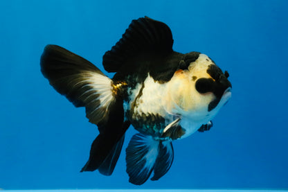 [SINGLE] Panda Oranda Female 4-4.5 inches #041026SO_03
