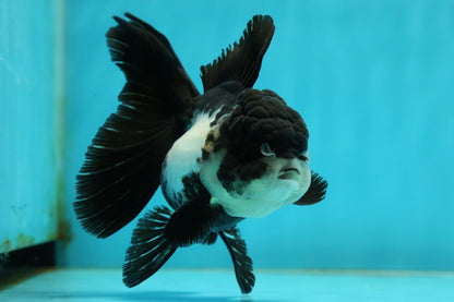 [SINGLE] Panda Oranda Female 4 inches #112924SO_17