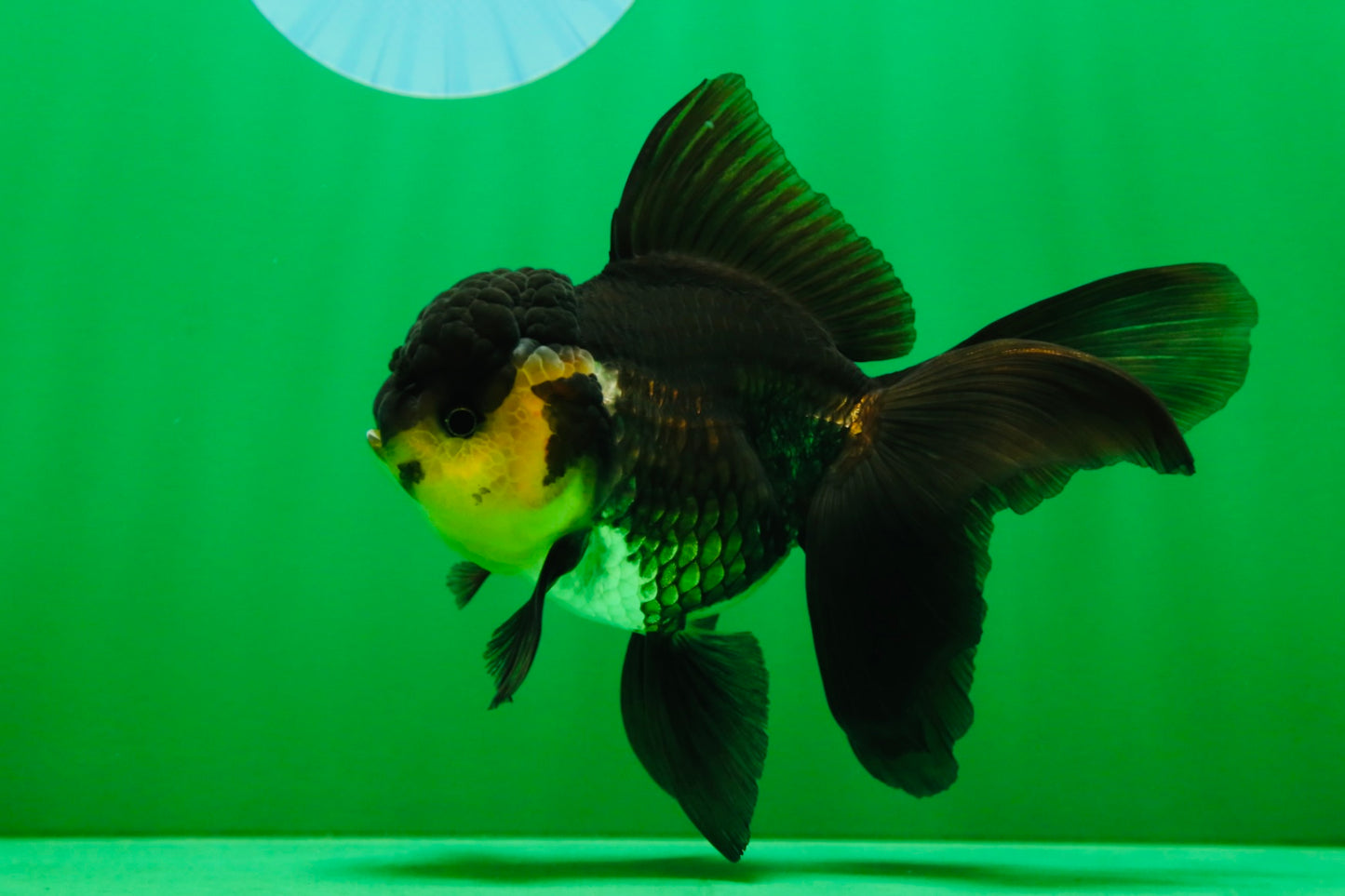 [SINGLE] Panda Oranda Female 5 inches #082225SO_11