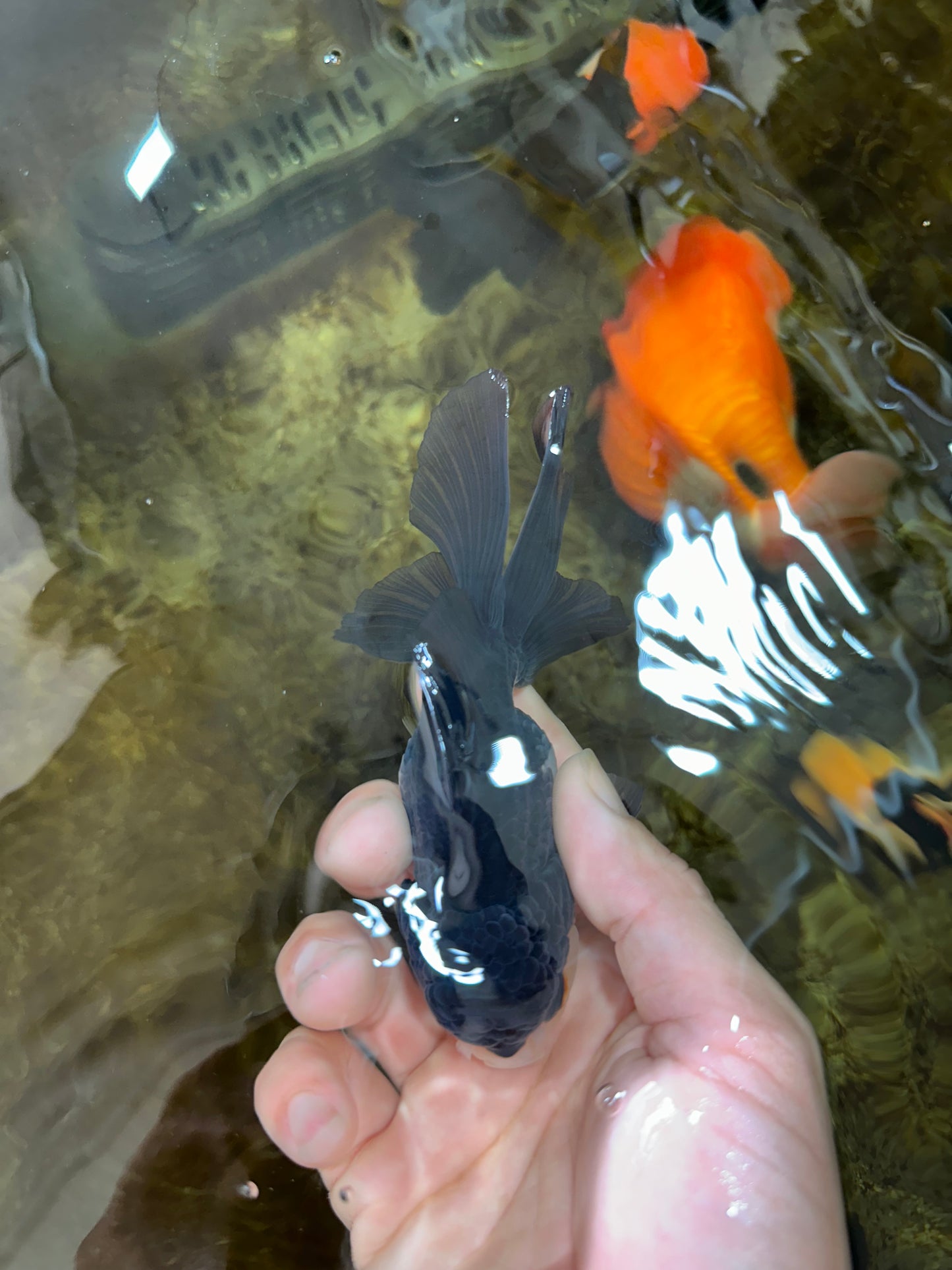 [SINGLE] Panda Oranda Male 4.5 inches #080825SO_10