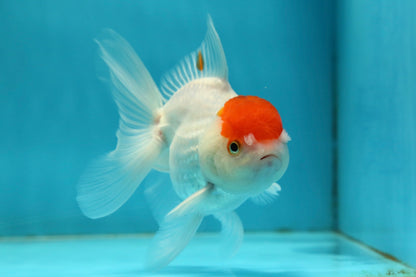 [SINGLE] Tancho Oranda Male 4.5 inches #112924SO_12