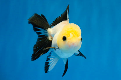 [SINGLE] Panda Button Eyes Oranda Female 4-4.5 inches #041026SO_04