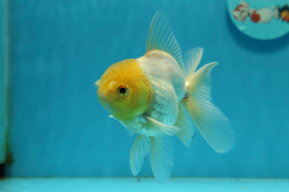 [SINGLE] Lemonhead Oranda Male 4-4.5 inches #112924SO_09