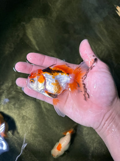 [COUPLE] Tricolor Male & Panda Female Oranda 4-4.5 inches #050225CO_05