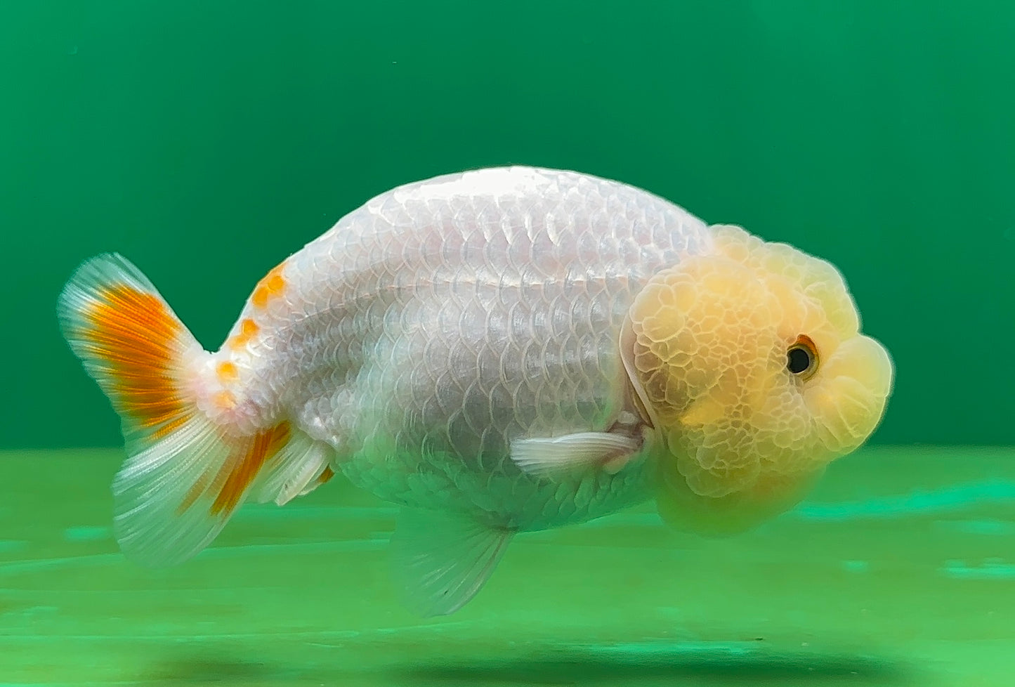 [SINGLE] White Lionchu Female 4-4.5 inches #062725SL_05