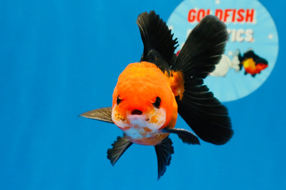 [SINGLE] Apache Oranda Male 4 inches #022726SO_08