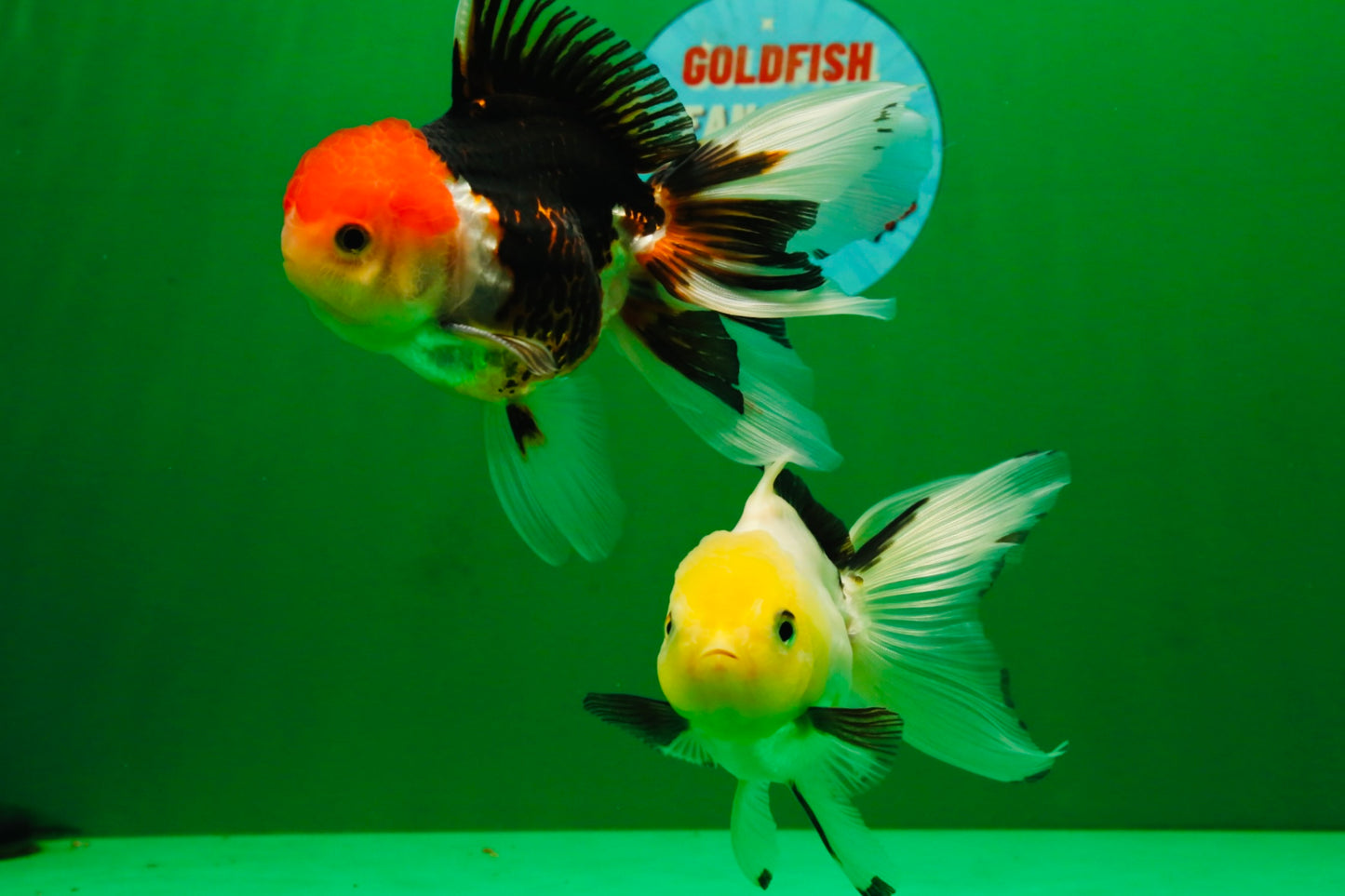 [COUPLE] Tricolor Male & Lemonhead Female 4.5 inches #091925CO_01