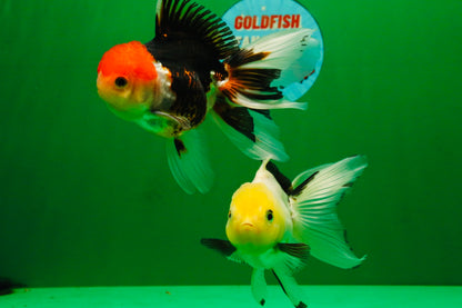 [COUPLE] Tricolor Male & Lemonhead Female 4.5 inches #091925CO_01