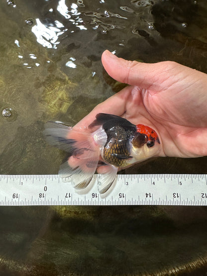 [SINGLE] Tricolor Female Oranda 4 inches #080125SO_03