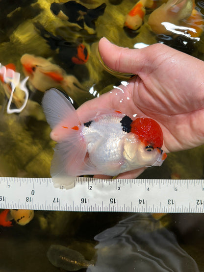 [COUPLE] Red Head Male & Tricolor Female Oranda 4.5 inches #051625CO_10