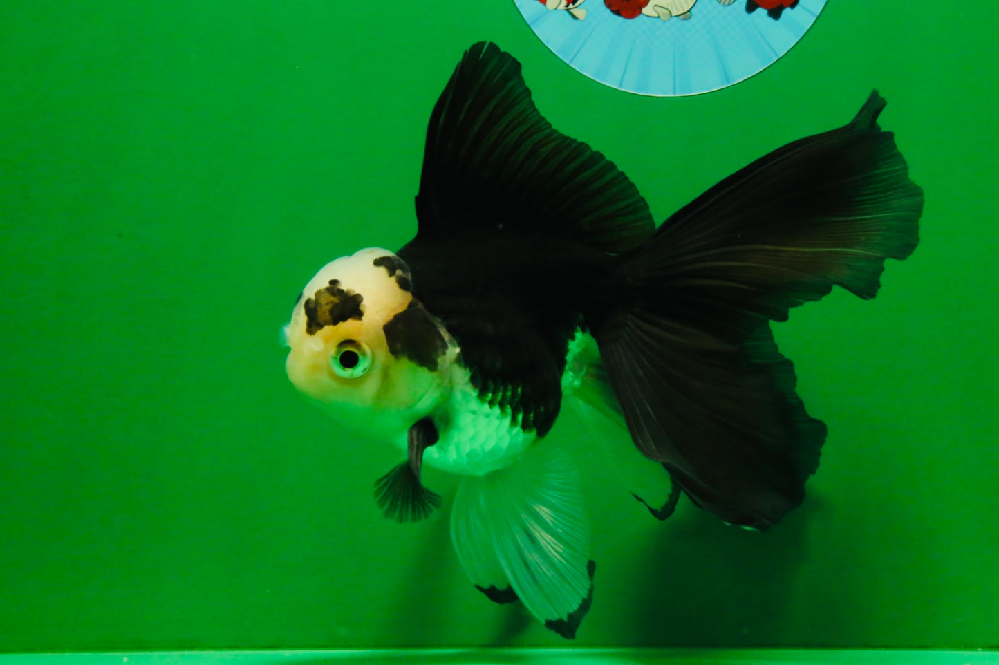 [SINGLE] Panda Oranda Male 5 inches #112125SO_03