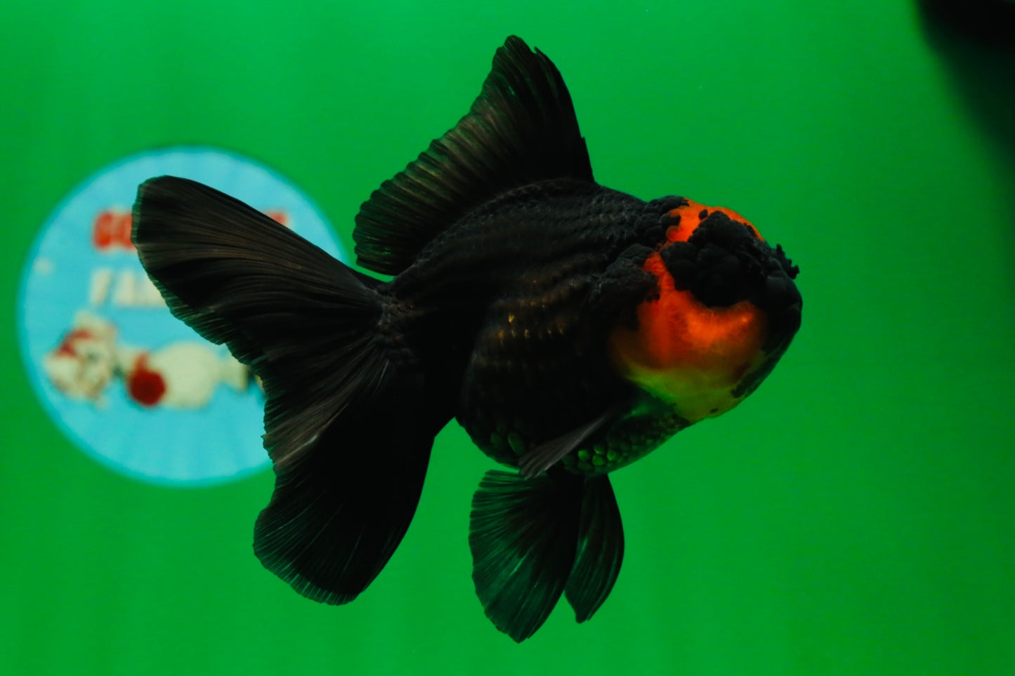 [SINGLE] Apache Oranda Female 4.5 inches #081525SO_07