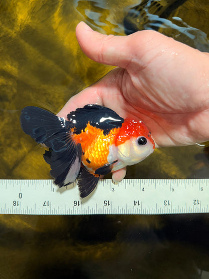 [SINGLE] Tricolor Button Eyes Oranda Female 4-4.5 inches #030626SO_07