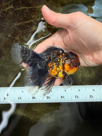 [SINGLE] Tiger Oranda Male 5 inches #112125SO_01