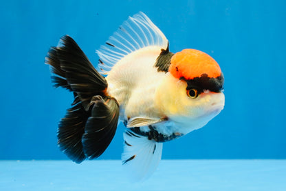 [SINGLE] Tancho Tricolor Oranda Male 4-4.5 inches #031326SO_05