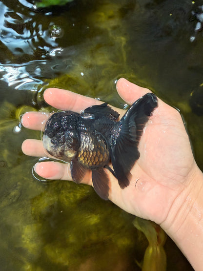 [SINGLE] Black Oranda Female 4-4.5  inches #040326SO_03