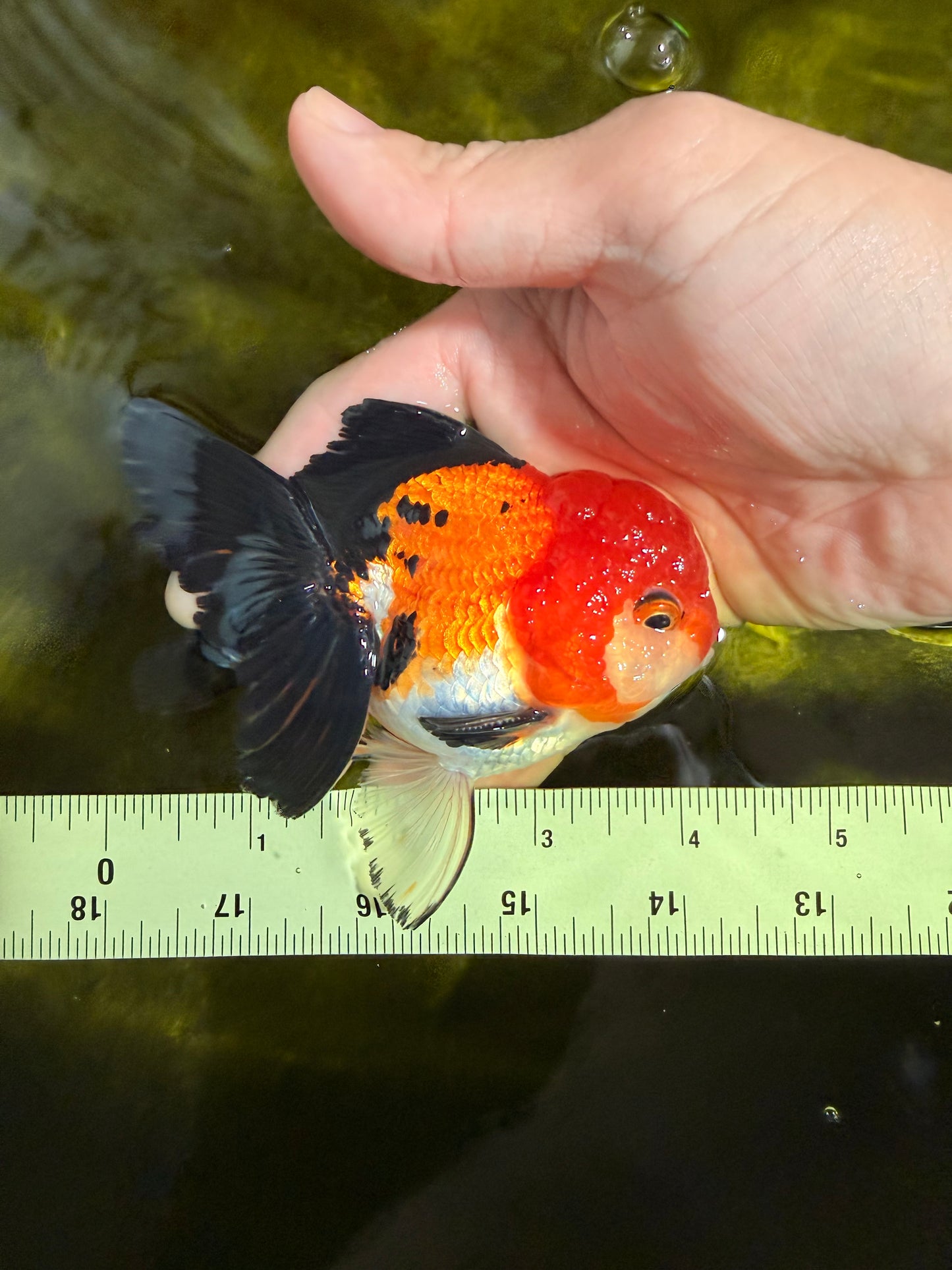 [SINGLE] Tricolor Oranda Male 4-4.5 inches #022726SO_04