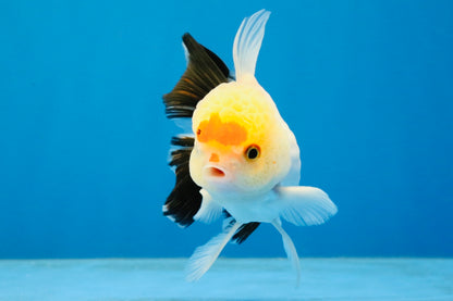 [SINGLE] Tricolor Oranda Male 4 inches #040326SO_07