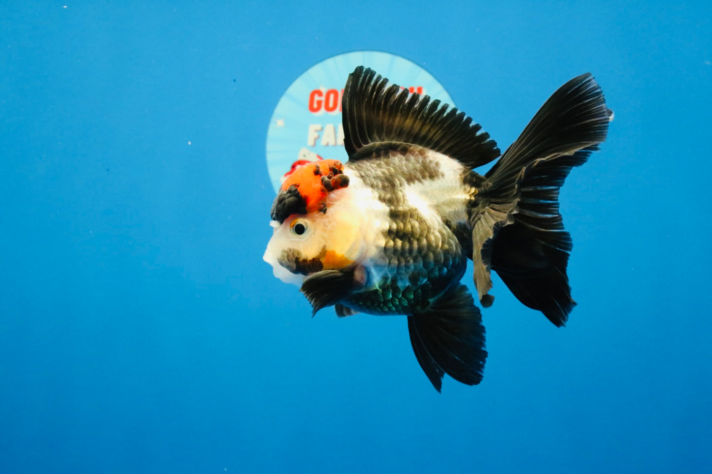 [SINGLE] Tricolor Oranda Female 4-4.5 inches #031326SO_01
