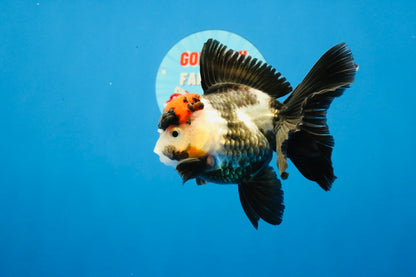 [SINGLE] Tricolor Oranda Female 4-4.5 inches #031326SO_01