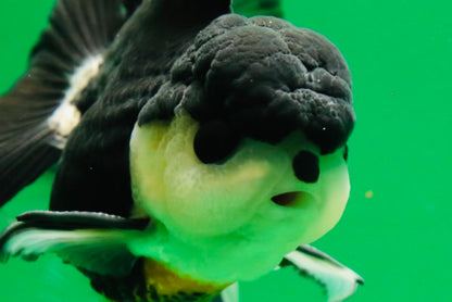 [SINGLE] Panda Button Eyes Oranda Male 4.5 inches #080825SO_06