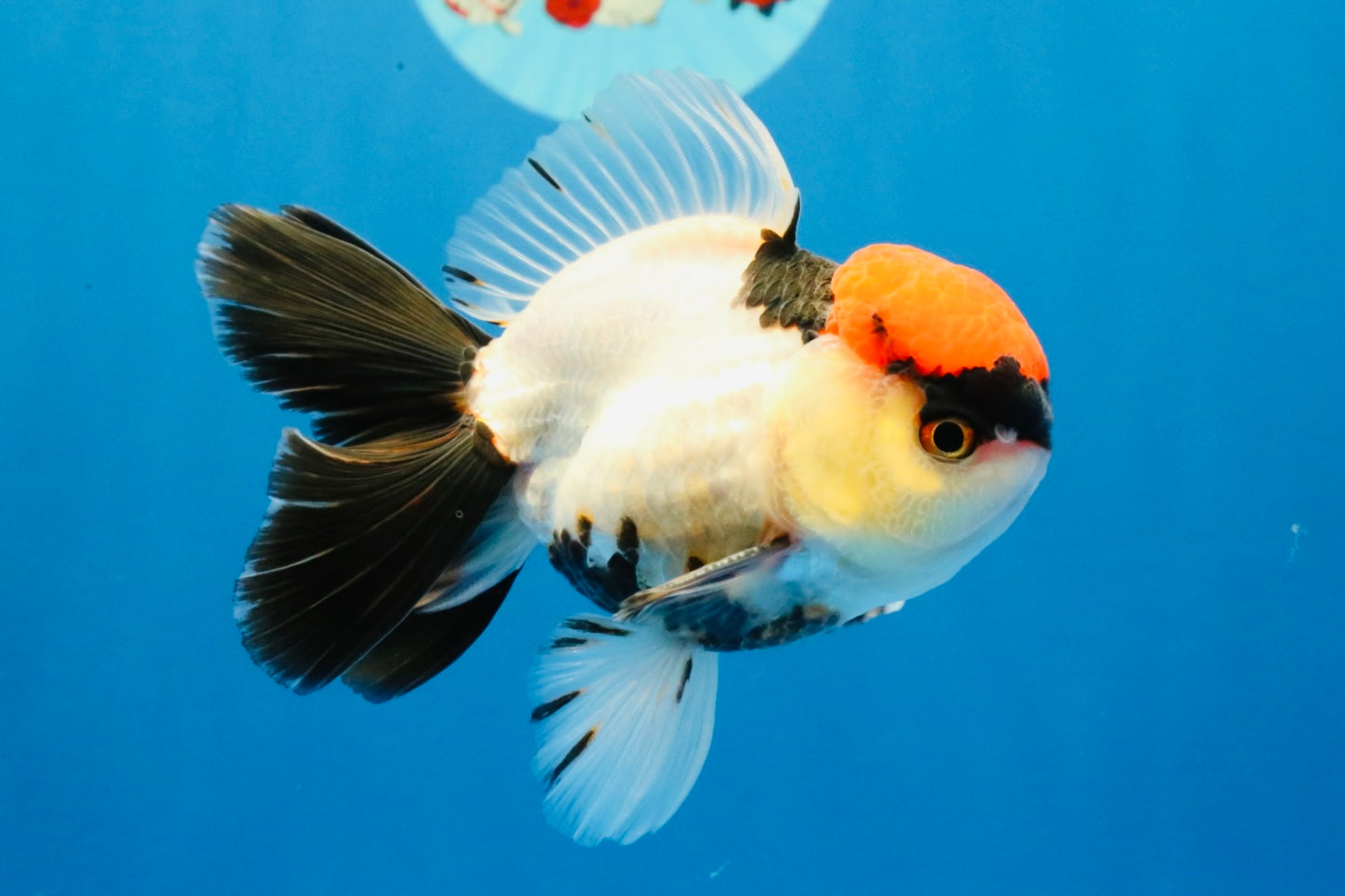 [SINGLE] Tancho Tricolor Oranda Male 4-4.5 inches #031326SO_05