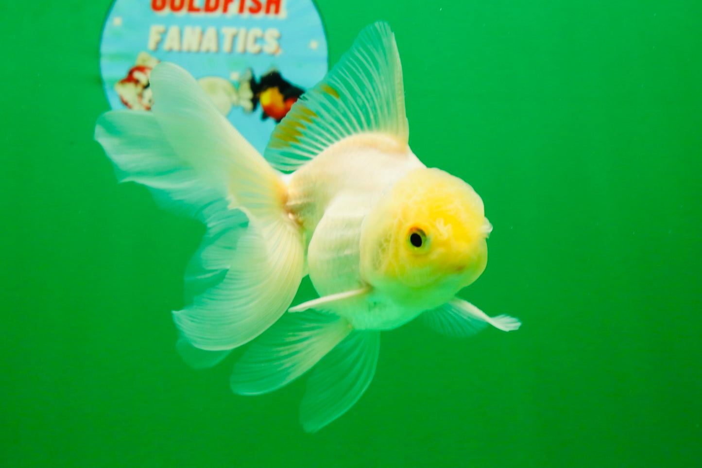 [COUPLE] White Male & Apache Female Oranda 4-4.5 inches #101025CO_04
