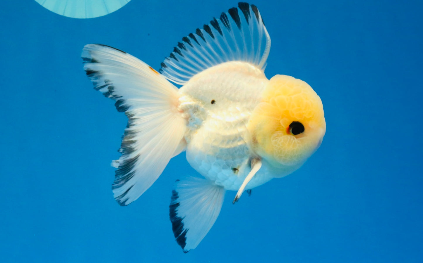 [SINGLE] Tricolor Oranda Male 4.5-5 inches #030626SO_05