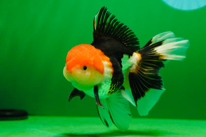 [SINGLE] Tricolor Oranda Male 4.5-5 inches #080125SO_16