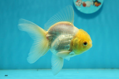 [SINGLE] Lemonhead Oranda Male 4-4.5 inches #112924SO_09