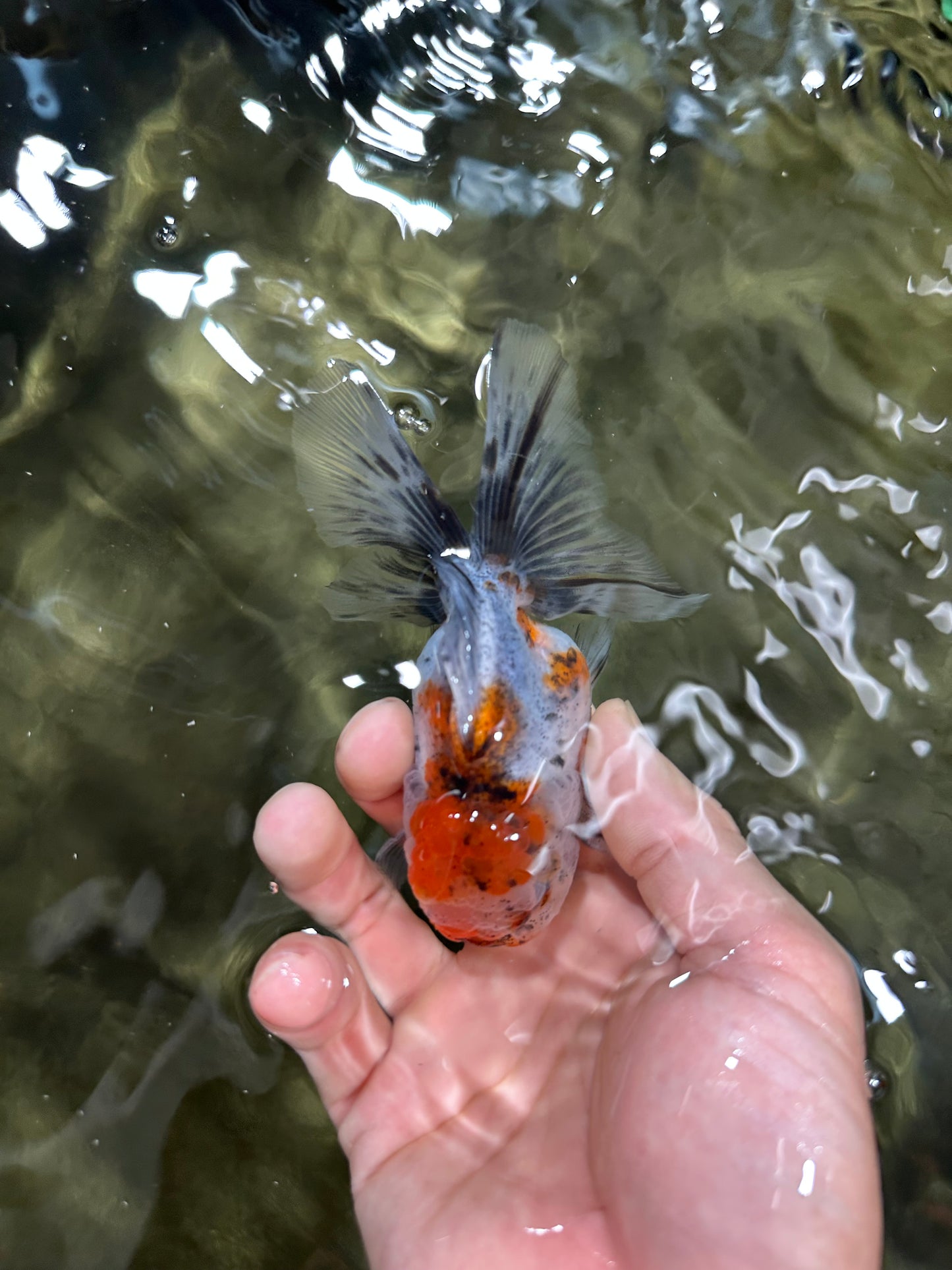 [COUPLE] Sakura Male & Calico Female Oranda 4-4.5 inches #052325CO_01