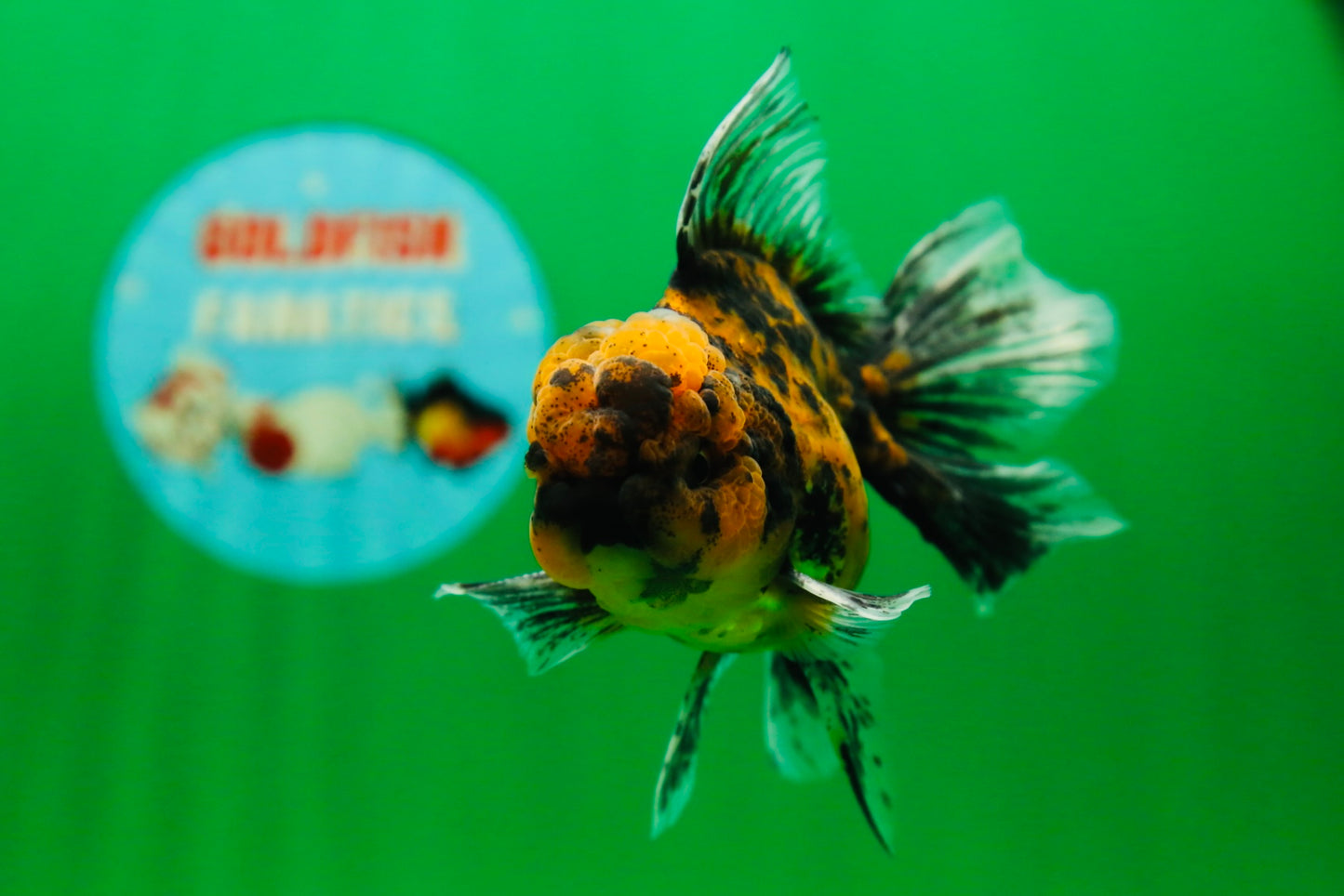 [SINGLE] Tiger Oranda Male 4.5 inches #081525SO_05