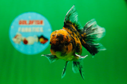 [SINGLE] Tiger Oranda Male 4.5 inches #081525SO_05