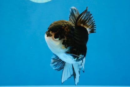 [SINGLE] Tricolor Oranda Male 4-4.5 inches #041726SO_01